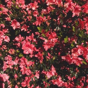 Meet your Posher, Cara